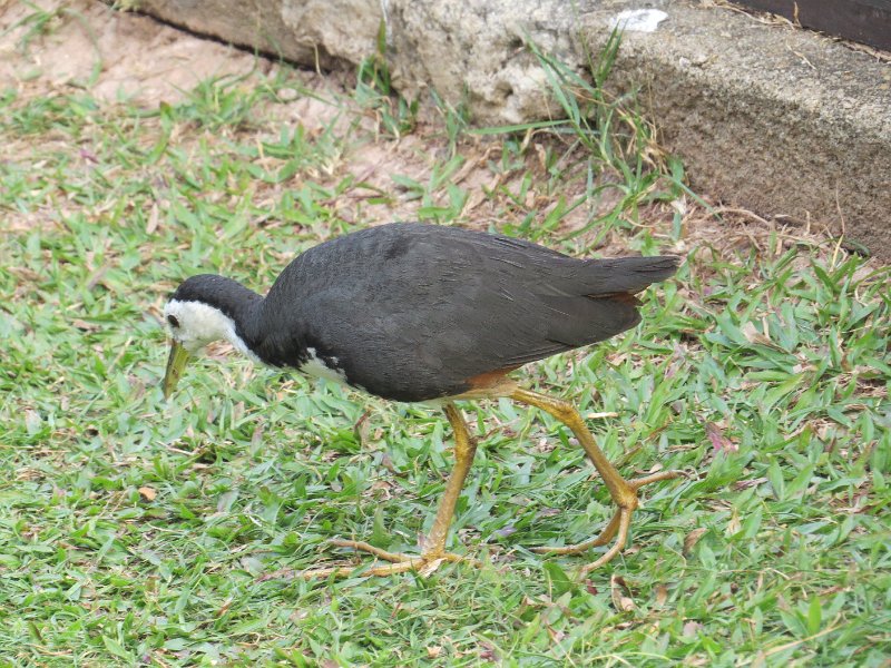 I (149) White-brerasted Water Hen.JPG